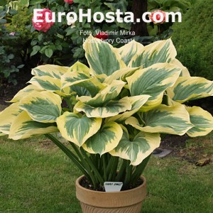 Hosta Ivory Coast - Eurohosta