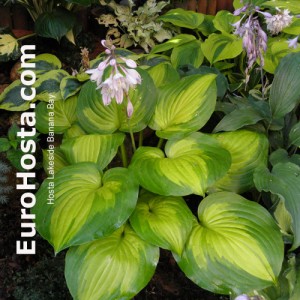 Hosta Lakeside Banana Bay - Eurohosta