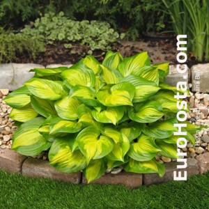 Hosta Lakeside Banana Bay - Eurohosta