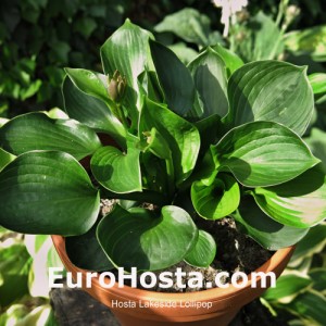 Hosta Lakeside Lollipop - Eurohosta