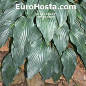 Hosta Majordomo