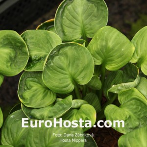 Hosta Nippers - Eurohosta