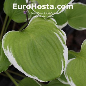 Hosta None Lovelier - Eurohosta