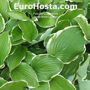 Hosta None Lovelier - Eurohosta