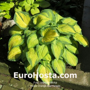 Hosta Orange Marmalade - Eurohosta