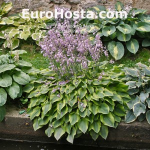 Hosta Parky's Prize - Eurohosta