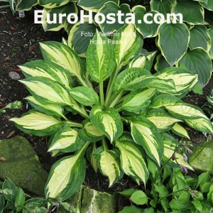 Hosta-Peanut-Eurohosta 