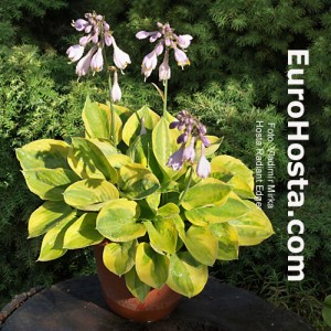 Hosta Radiant Edger - Eurohosta