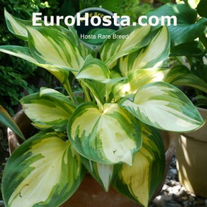 Hosta-Rare-Breed-Eurohosta 