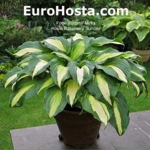 Hosta Raspberry Sundae - Eurohosta