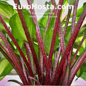 Hosta Raspberry Sundae - Eurohosta