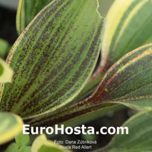 Hosta-Red-Alert-Eurohosta