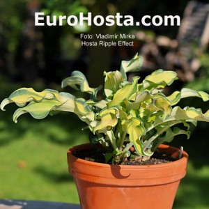 Hosta Ripple Effect - Eurohosta