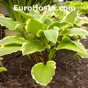 Hosta Rubies and Ruffles - Eurohosta