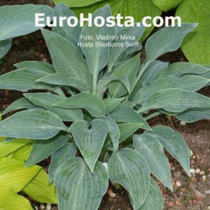 Hosta Sherborne Swift - Eurohosta