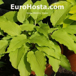 Hosta Shimy Shake - Eurohosta