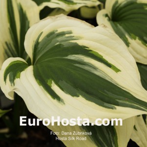 Hosta Silk Road - Eurohosta