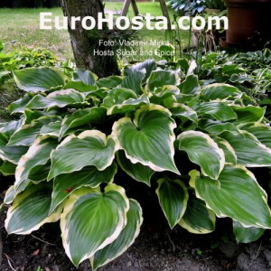 Hosta Sugar and Spice - Eurohosta