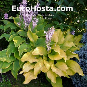 Hosta Sun Power - Eurohosta