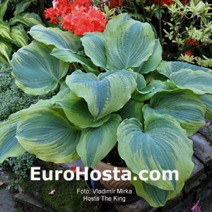 Hosta The King - Eurohosta