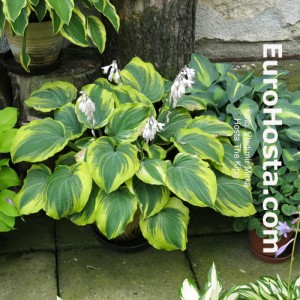 Hosta The King - Eurohosta