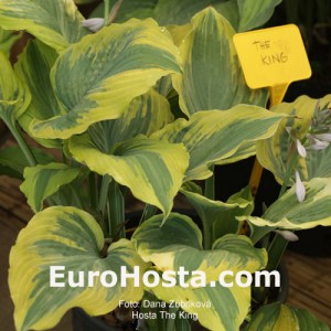 Hosta The King - Eurohosta