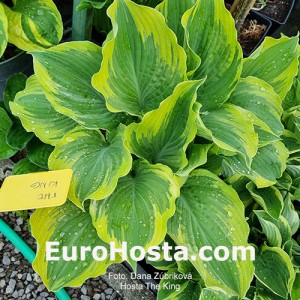 Hosta The King - Eurohosta