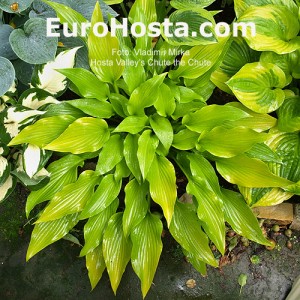 Hosta Valley's Chute-the-Chute - Eurohosta