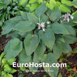 Hosta 'Valley's Vanilla Sticks' - Eurohosta