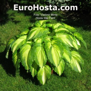 Hosta War Paint - Eurohosta