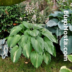 Hosta War Paint - Eurohosta