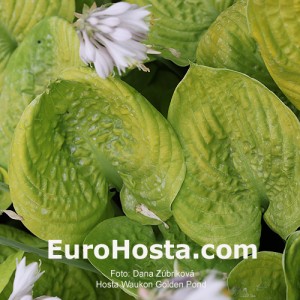 Hosta-Waukon-Golden-Pond-Eurohosta