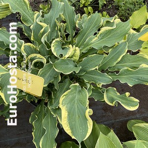 Hosta Wheee! - Eurohosta