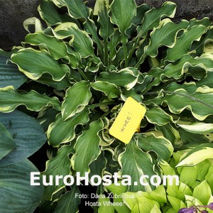 Hosta Wheee! - Eurohosta