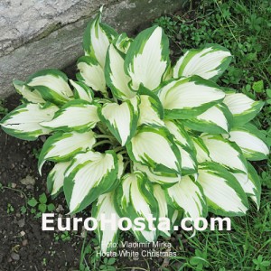 Hosta White Christmas - Eurohosta