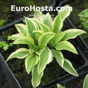 Hosta Woodland Elf - Eurohosta