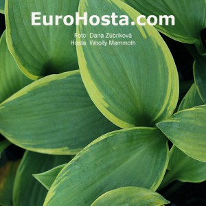 Hosta Woolly Mammoth - Eurohosta