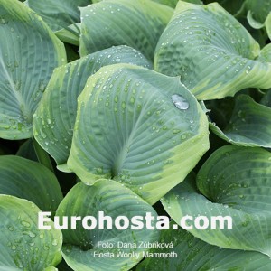 Hosta Woolly Mammoth - Eurohosta