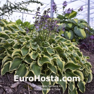 Hosta Wrinkle in Time