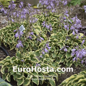 Hosta Wrinkle in Time