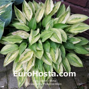 Hosta Yellow Polka Dot Bikiny - Eurohosta