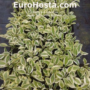 Hosta Yellow Polka Dot Bikiny - Eurohosta