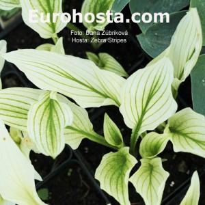 Hosta Zebra Stripes - Eurohosta