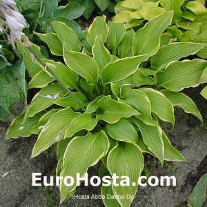 Hosta Abba Dabba Do