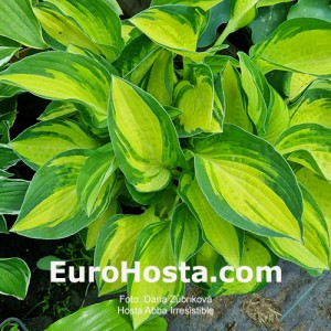 Hosta Abba Irresistible