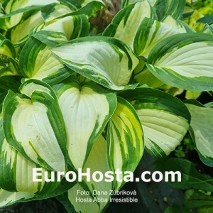 Hosta Abba Irresistible