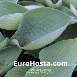 Hosta Abiqua Drinking Gourd - Eurohosta