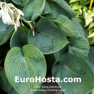 Hosta Abiqua Drinking Gourd - Eurohosta