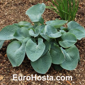 Hosta Abiqua Drinking Gourd - Eurohosta