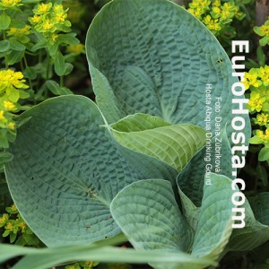 Hosta Abiqua Drinking Gourd